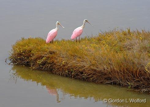 Two Roseate Spoonbills_31564.jpg - (Ajaia ajaja)Photographed along the Gulf coast near Port Lavaca, Texas, USA.